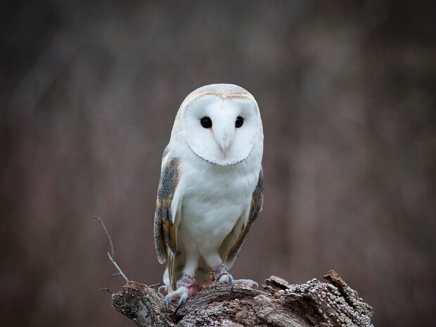 Barn Owl