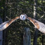 2017-10-22_19887_WTA_5DM4 Canadian Raptor Conservancy