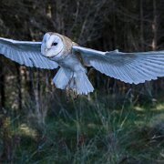 2017-10-22_19911_WTA_5DM4 Canadian Raptor Conservancy