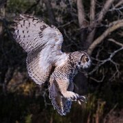 2017-10-22_17724_WTA_5DM4 Canadian Raptor Conservancy