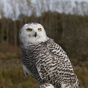 2017-10-21_36175_WTA_5DM4 Canadian Raptor Conservance, Vittoria, Ontiario