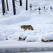 2025-01-21_296717_WTA_R5m2-Edit-2 Yellowstone - Day 1