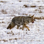 2025-01-25_304036_WTA_R5m2-Edit Jackson, Teton