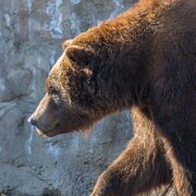 2019-01-05_64049_WTA_5DM4 Detroit Zoo