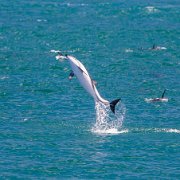 2007-11-28_23535_WTA_5DM1 Dolphin Encounter - Kaikoura, New Zealand