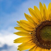 2017-07-26_125504_WTA_5DM4-2 Sunflowers