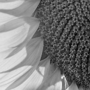 2020-08-21_023294_WTA_R5 Sunflowers - PM - Howell