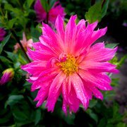 2020-09-13_001116_WTA_R5 Dahlia Hill is both a protected garden area in the Lower Peninsula of Michigan, encompassing 1.41 acres of terraced gardens, and the a 501 non-profit...