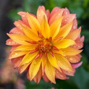 2020-09-13_001171_WTA_R5 Dahlia Hill is both a protected garden area in the Lower Peninsula of Michigan, encompassing 1.41 acres of terraced gardens, and the a 501 non-profit...
