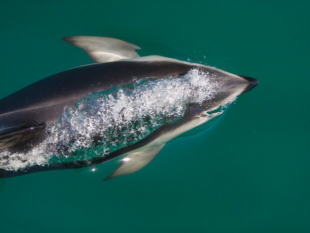 Dolphins