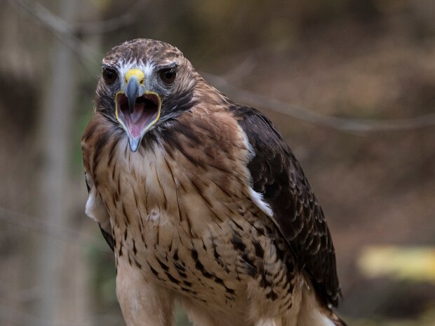 Raptor Center