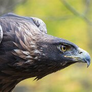 2017-10-21_34836_WTA_5DM4 Canadian Raptor Conservance, Vittoria, Ontiario