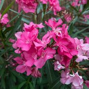 2017-06-23_21156_WTA_5DM4 Phipps Conservatory and Botanical Gardens is a botanical garden set in Schenley Park, Pittsburgh, Pennsylvania, United States. It is a City of Pittsburgh...