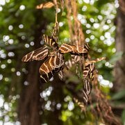 2017-06-23_21224_WTA_5DM4 Phipps Conservatory and Botanical Gardens is a botanical garden set in Schenley Park, Pittsburgh, Pennsylvania, United States. It is a City of Pittsburgh...