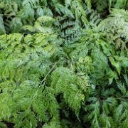 2017-06-23_21241_WTA_5DM4 Phipps Conservatory and Botanical Gardens is a botanical garden set in Schenley Park, Pittsburgh, Pennsylvania, United States. It is a City of Pittsburgh...