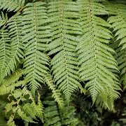2017-06-23_21247_WTA_5DM4 Phipps Conservatory and Botanical Gardens is a botanical garden set in Schenley Park, Pittsburgh, Pennsylvania, United States. It is a City of Pittsburgh...