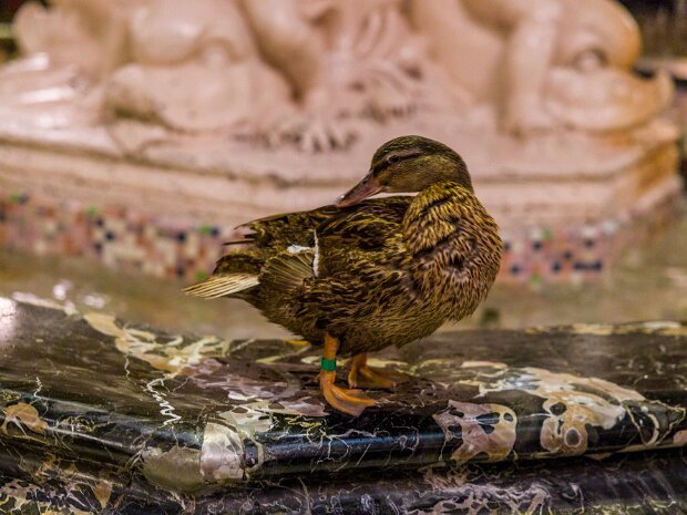 Peabody Hotel