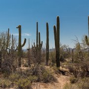 2013-04-13_16-37_19588_WTA_5DM3 Saguaro National Park, Tucson, Arizona is home to North America’s largest cacti. The giant saguaro is the universal symbol of the American west. These majestic...