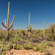 2013-04-13_17-29_19928_WTA_5DM3 Saguaro National Park, Tucson, Arizona is home to North America’s largest cacti. The giant saguaro is the universal symbol of the American west. These majestic...