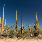 2013-04-13_17-47_20003_WTA_5DM3 Saguaro National Park, Tucson, Arizona is home to North America’s largest cacti. The giant saguaro is the universal symbol of the American west. These majestic...