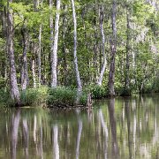 2023-05-13_201996_WTA_R5 Honey Island Swamp in Louisiana is a captivating and mysterious natural wonder. Located in the southeastern part of the state, this expansive swamp covers over...