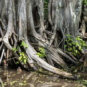 2023-05-13_202023_WTA_R5-2 Honey Island Swamp in Louisiana is a captivating and mysterious natural wonder. Located in the southeastern part of the state, this expansive swamp covers over...