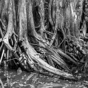 2023-05-13_202023_WTA_R5 Honey Island Swamp in Louisiana is a captivating and mysterious natural wonder. Located in the southeastern part of the state, this expansive swamp covers over...