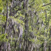 2023-05-13_202138_WTA_R5 Honey Island Swamp in Louisiana is a captivating and mysterious natural wonder. Located in the southeastern part of the state, this expansive swamp covers over...