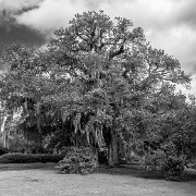 2023-05-12_196924_WTA_R5 Afton Villa Gardens is a historic estate located in St. Francisville, Louisiana. The estate was first established in the 1820s by David Barrow, a wealthy...