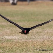 2022-04-03_065377_WTA_R5 Center for Birds of Prey Charleston, SC Turkey Vulture