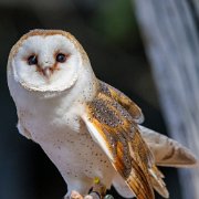 2022-04-03_066228_WTA_R5 Center for Birds of Prey Charleston, SC Barn Owl