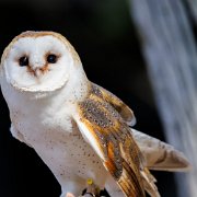 2022-04-03_066229_WTA_R5 Center for Birds of Prey Charleston, SC Barn Owl