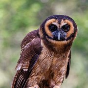 2022-04-03_066420_WTA_R5 Center for Birds of Prey Charleston, SC Asian Brown Owl
