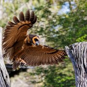 2022-04-03_066491_WTA_R5 Center for Birds of Prey Charleston, SC Asian Brown Owl