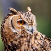 2022-04-03_066630_WTA_R5 Center for Birds of Prey Charleston, SC Desert Eagle Owl