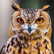 2022-04-03_066738_WTA_R5 Center for Birds of Prey Charleston, SC Desert Eagle Owl