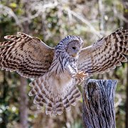 2022-04-03_066948_WTA_R5 Center for Birds of Prey Charleston, SC Ural Owl