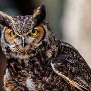 2022-04-03_067175_WTA_R5 Center for Birds of Prey Charleston, SC Great Horned Owl