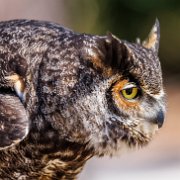2022-04-03_067309_WTA_R5 Center for Birds of Prey Charleston, SC Great Horned Owl