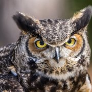 2022-04-03_067327_WTA_R5 Center for Birds of Prey Charleston, SC Great Horned Owl