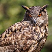 2022-04-03_067533_WTA_R5 Center for Birds of Prey Charleston, SC Eurasian Eagle Owl