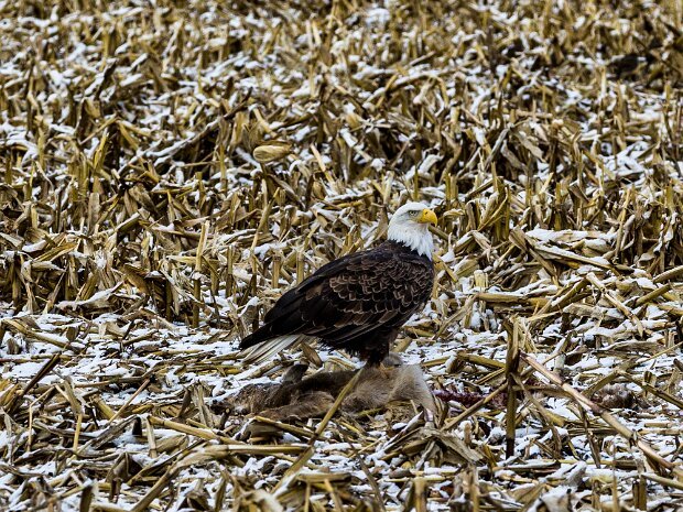 Bald Eagle