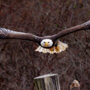 2022-11-28_165476_WTA_R5 Canadian Raptor Conservancy