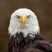 2022-11-28_166489_WTA_R5 Canadian Raptor Conservancy
