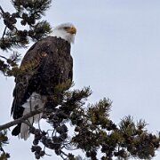 2025-01-22_297792_WTA_R5m2-Edit Yellowstone Day 2