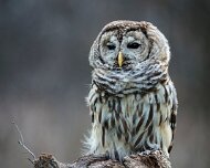 2016-03-19_91701_WTA_5DSR Barred Owl