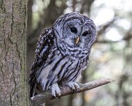 2017-10-21_35574_WTA_5DM4 Canadian Raptor Conservance, Vittoria, Ontiario