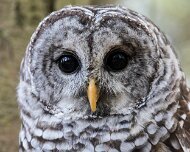 2017-10-21_35606_WTA_5DM4 Canadian Raptor Conservance, Vittoria, Ontiario