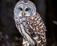 2022-11-29_130922_WTA_R5 Canadian Raptor Conservancy