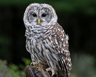 2026-09-21_337011_WTA_R5m2 Canadian Raptor Conservancy Simcoe, Ontario